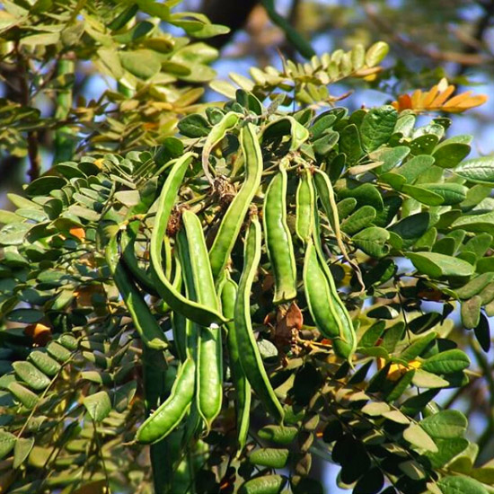 Pohon Trembesi
