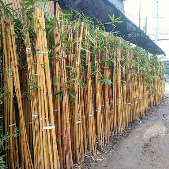 Pohon Bambu Hias