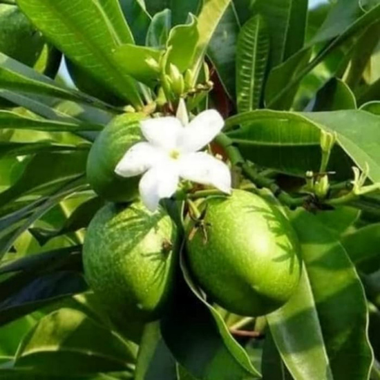 Pohon Bintaro