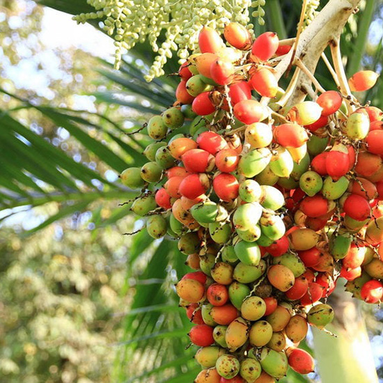 Pohon Pinang
