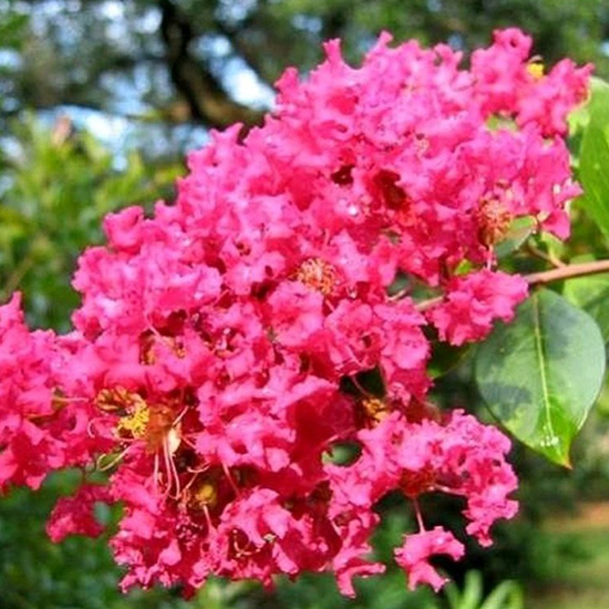 Pohon Bungur Merah