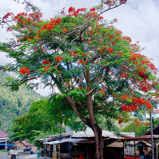 Pohon Flamboyan