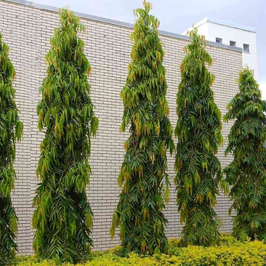 Pohon Glodokan Tiang