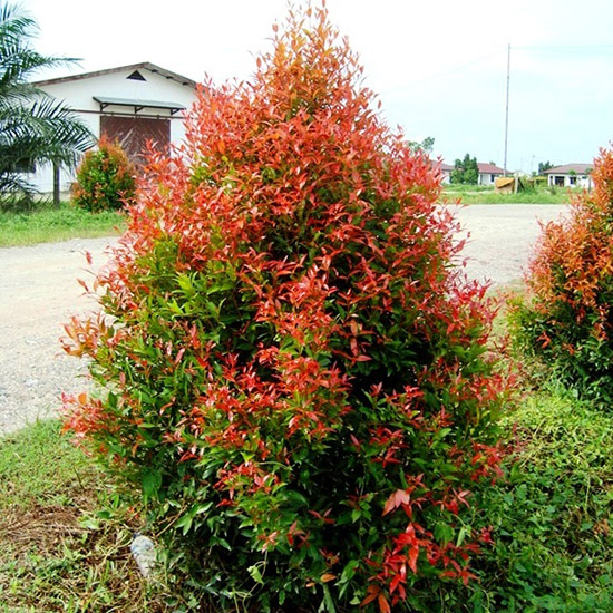 Pohon Pucuk Merah