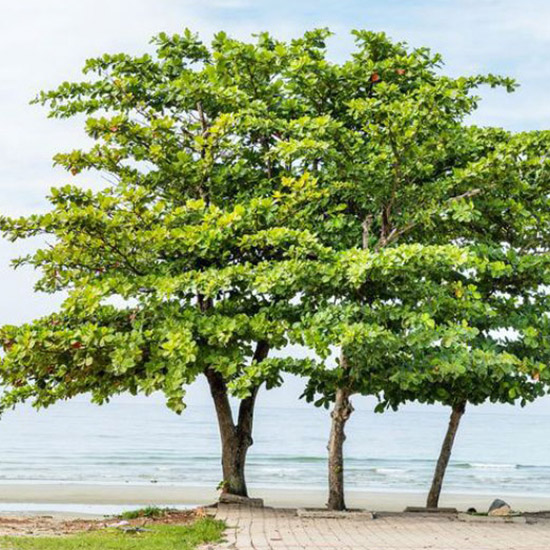 Ketapang Laut