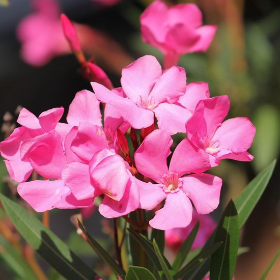 Oleander