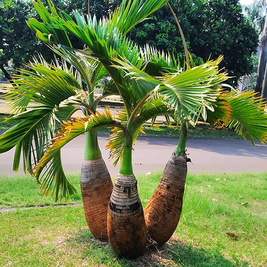 Pohon Palem Botol