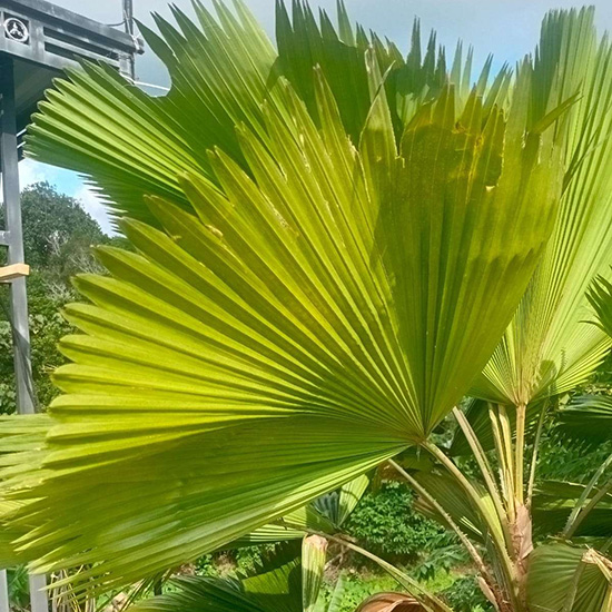 Pohon Palem Kipas