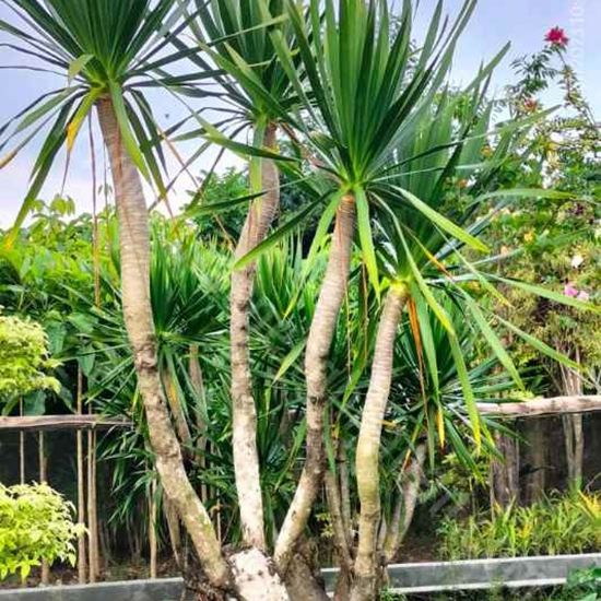 Pandan Bali