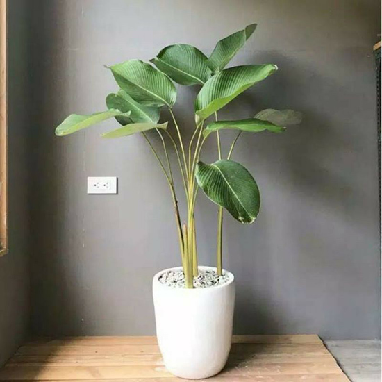 Pisang Calathea
