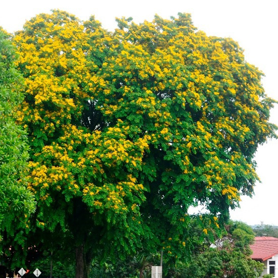 Pohon Angsana