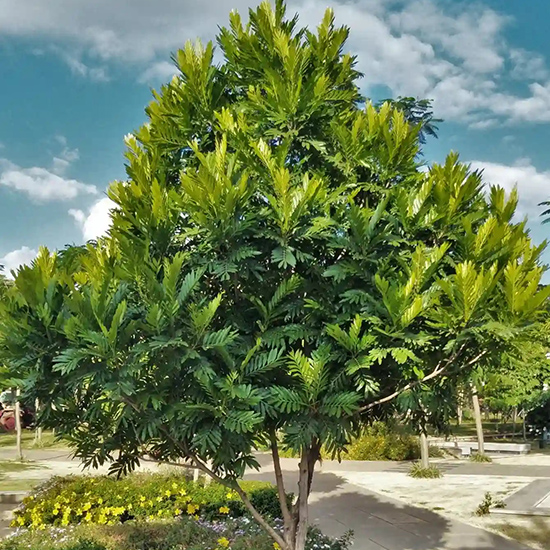 Pohon Kiara Payung