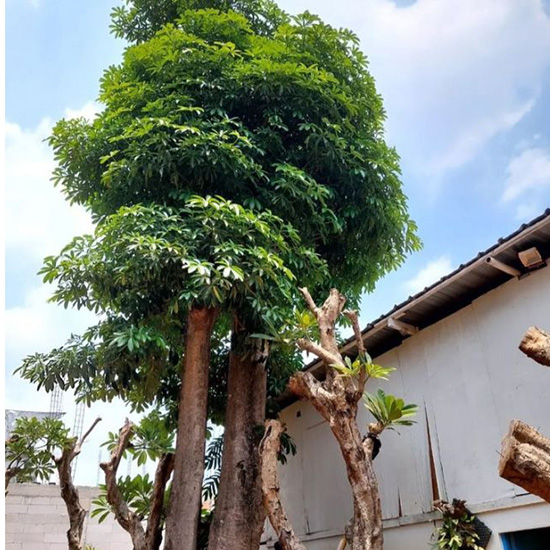 Pohon Pule