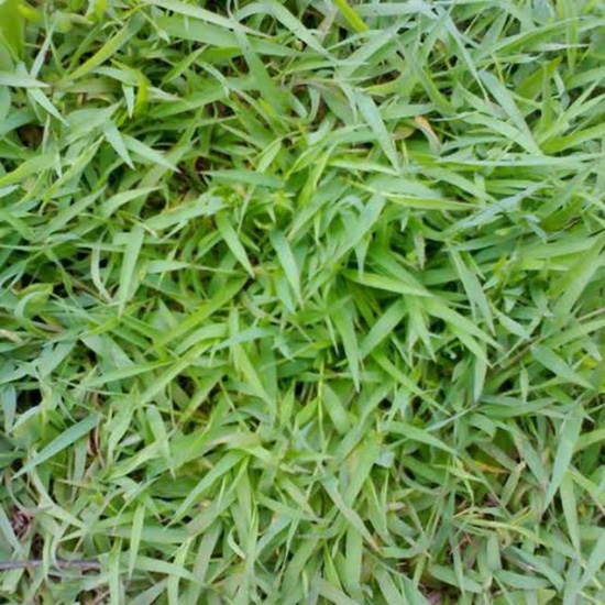 Rumput Embun
