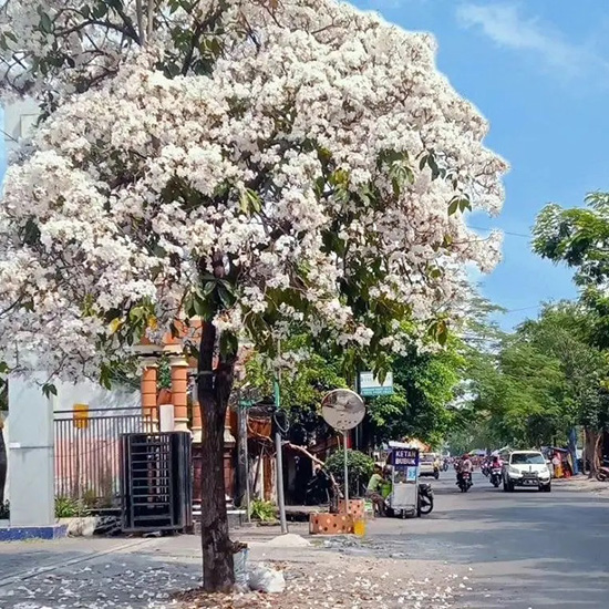 Pohon Tabebuya